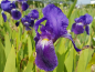 Preview: Iris barbata-media "Alfred" - (Hohe Bart-Schwertlilie "Alfred"),